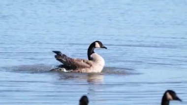 Kanadalı bir kaz, Michigan Gölü 'nün sakin sularında yıkanırken kafasını suya daldırır ve kanatlarını çırpar..