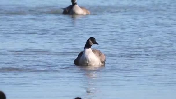 彼らは晴れた秋の日に翼をフラップとしてカナダのガチョウの入浴やミシガン湖の穏やかな青い水に飛び散るの野生動物のビデオを手に入れました — ストック動画