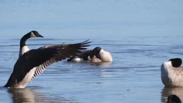 カナダのガチョウはミシガン湖の穏やかな青い水に泳いで入浴します — ストック動画