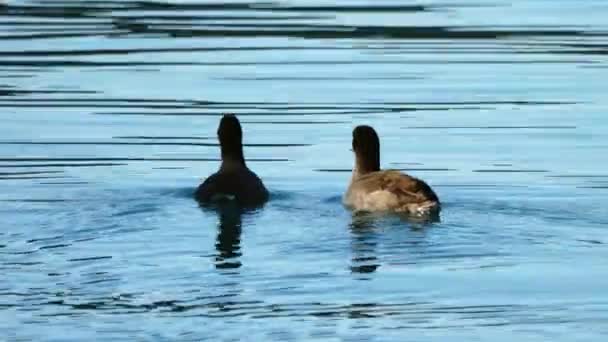 在密西根湖平静的蓝水中 两只黑色的美国公鸡在水面上游来游去 在寻找食物时发出了涟漪 — 图库视频影像