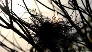 Kuş yuvasının tepesinden sarkan bir çöp parçası rüzgarlı bir sonbahar gününde güneş dalların arasından parıldarken rüzgarda savruluyor..