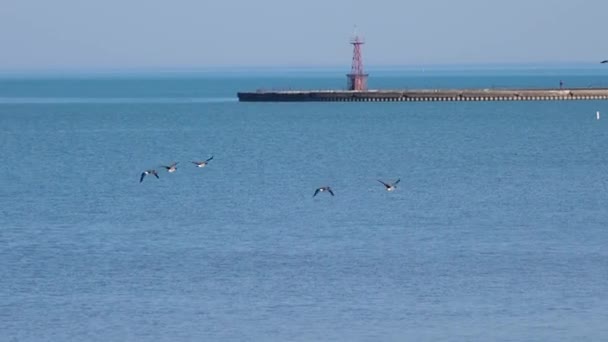 Chicago November 1St 2022 Flock Canadian Geese Fly Montrose Beach — Stock Video