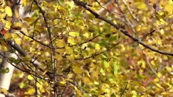 Sluiten Van Gele Groene Berken Bladeren Takken Glinsterende Fladderende Snel — Stockvideo