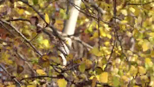 在一个阳光明媚的秋日 黄绿相间的桦树叶枝繁叶茂 在风中闪烁着飞舞的光芒 — 图库视频影像