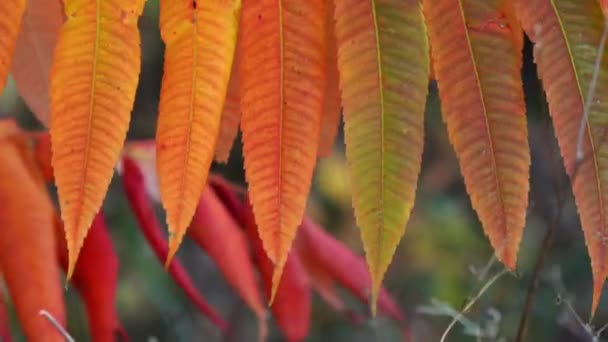 Renkli Kırmızı Yeşil Turuncu Sarı Yaprakların Sonbaharda Rüzgarda Sallanan Sumac — Stok video
