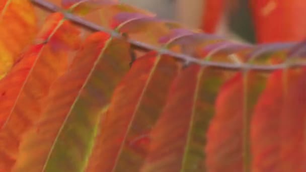 Detailní Záběr Barevných Červených Zelených Oranžových Žlutých Listů Nebo Listů — Stock video