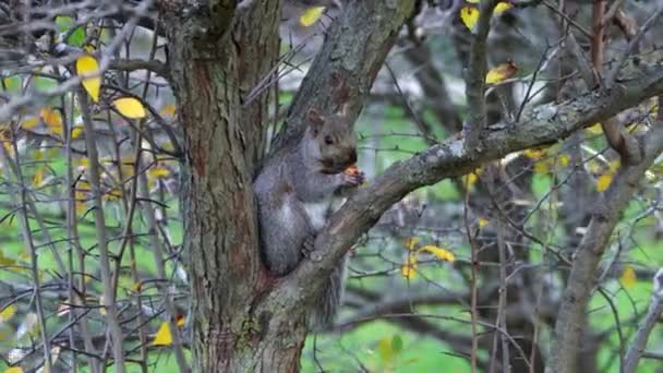 Closeup Fluffy Common Gray Squirrel Sitting Crux Tree Chewing Small — Stock Video