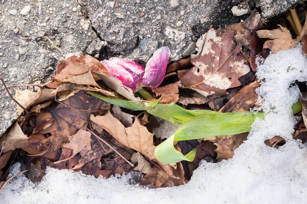 Close Discarded Damaged Frozen Pink White Tulip Flower Green Stem — Stock Photo, Image