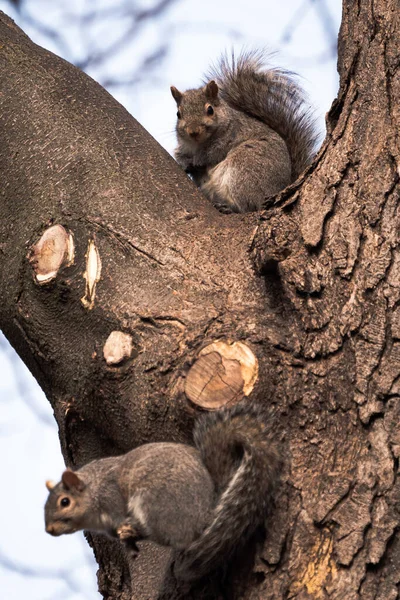 Closeup Wildlife Photograph Looking Two Adorable Common Gray Squirrels Sitting — Fotografia de Stock