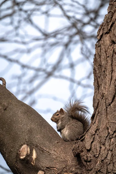 Close Single Common Gray Squirrel Sitting Crook Freshly Pruned Tree — Fotografia de Stock