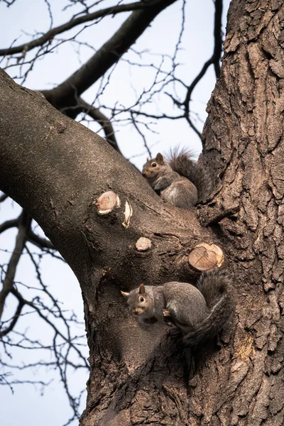 Zbliżenie Dzika Przyroda Fotografia Patrząca Górę Dwa Urocze Szare Wiewiórki — Zdjęcie stockowe