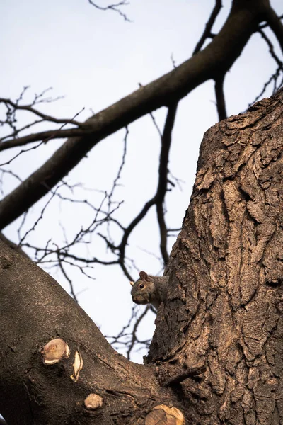 Een Wildlife Foto Van Een Enkele Gewone Grijze Eekhoorn Steekt — Stockfoto