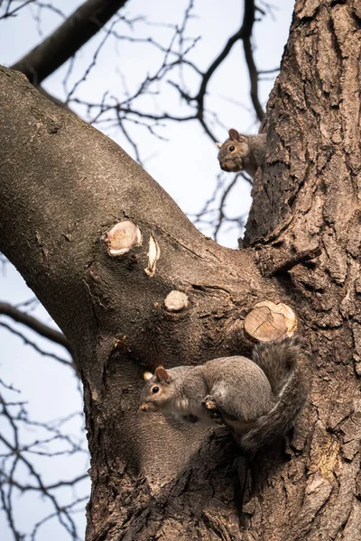 在温暖的阳光明媚的冬日里 一张野生动物特写照片 它抬头看着两只野生的灰松鼠坐在树上 一只松鼠把头伸出树洞里 — 图库照片