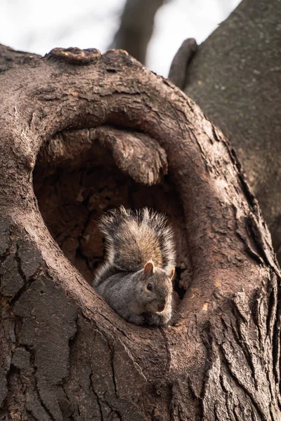 Ein Wildtierfoto Von Einem Einzigen Gewöhnlichen Grauhörnchen Das Einem Sonnigen — Stockfoto