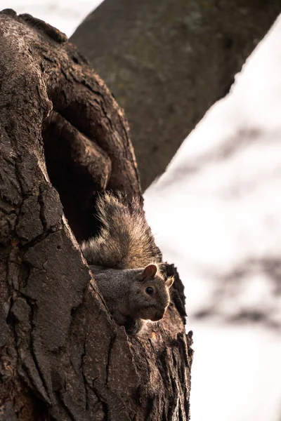 Fotografia Dzikiej Przyrody Pojedynczej Szarej Wiewiórki Siedzącej Pustym Otworze Drzewa — Zdjęcie stockowe