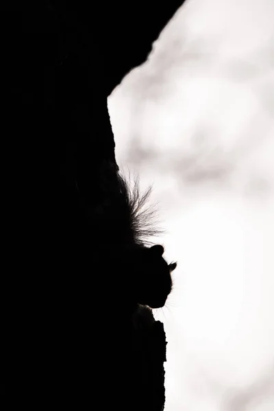 A dark black shadow silhouette of the head and furry tail of a common gray squirrel poking its head out of a hole in a tree on a sunny day.