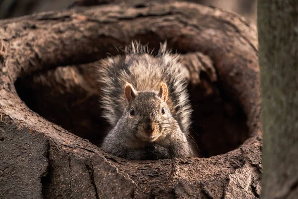 Close Wildlife Photograph Looking Straight Adorable Common Gray Squirrel Sticking — Fotografia de Stock