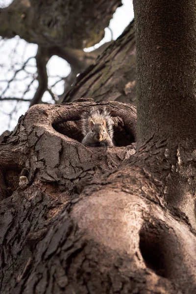 Fotografia Dzikiej Przyrody Bliska Spoglądającej Prosto Uroczą Szarą Wiewiórkę Wystającą — Zdjęcie stockowe