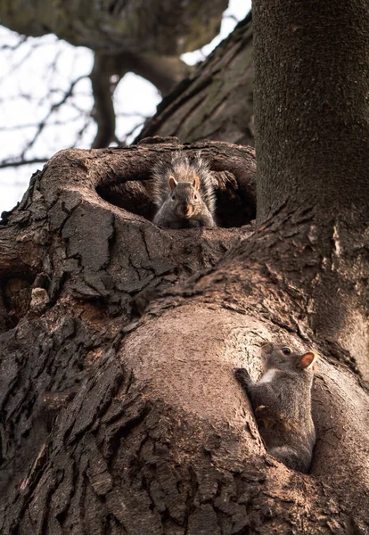 Zbliżenie Dzika Przyroda Fotografia Patrząc Górę Dwa Dzikie Szare Wiewiórki — Zdjęcie stockowe