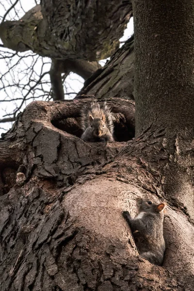 Ein Nahaufnahme Tierfoto Auf Dem Zwei Wilde Grauhörnchen Sehen Sind — Stockfoto