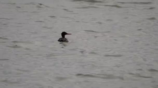 Red Breasted Merganser Duck Floats Swims Top Waves Lake Michigan — Stok Video