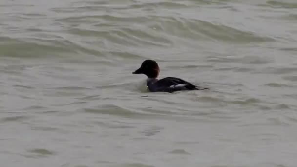 Female Common Goldeneye Duck Swims Waves Bits Ice Winter Diving — 비디오