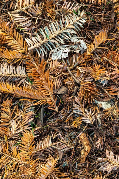 Close up photograph of a pile of brown, orange and green pine needle and branch pieces laying in the grass on the ground after the conclusion of Christmas tree recycling program.