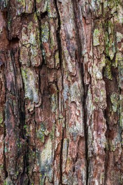 Bir ağaç gövdesindeki kaba kahverengi ağaç kabuğunun yakın fotoğrafını çek. Yüzeyinde biraz hasar ve yeşil liken olsun..