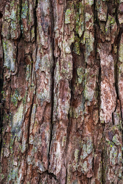 Крупный план грубой коры коричневого дерева на стволе дерева с некоторыми повреждениями и зеленым лишайником на поверхности.