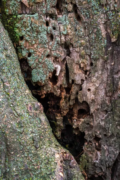 Закрыть Фотографию Ствола Дерева Отверстиями Гнилью Вызванной Насекомыми Зеленым Лишайником — стоковое фото
