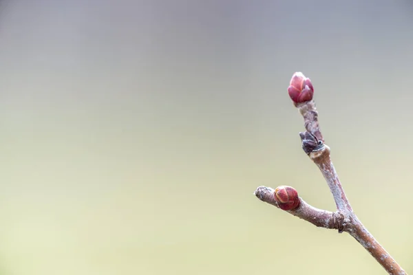 Close up photograph of a y-shaped tree branch or twig with closed red buds at the end in spring with blurred background and copy space.