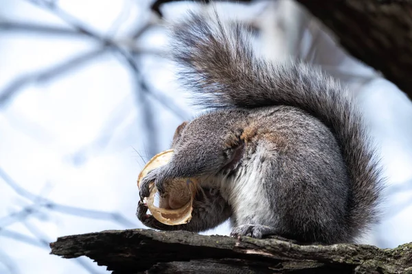 在阳光灿烂的日子里 一只普通的灰色松鼠在树枝上吃纸杯残渣的近照 — 图库照片