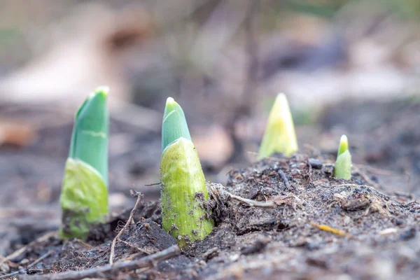 Baharda kahverengi topraktan ya da yerden çıkan yemyeşil sivri uçlu pençeli bitki ya da çiçek yapraklarının yan profil görüntüsünü kapat.