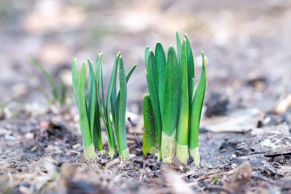 Baharda kahverengi topraktan ya da yerden çıkan yemyeşil bitki ya da çiçek yapraklarının yan profil görüntüsünü kapat.