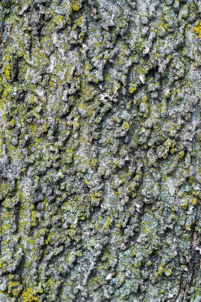 由北方一种普通的黑莓树皮制成的软木塞状树皮的缩影 其灰暗或棕色的山脊和山谷及绿色苔藓 — 图库照片
