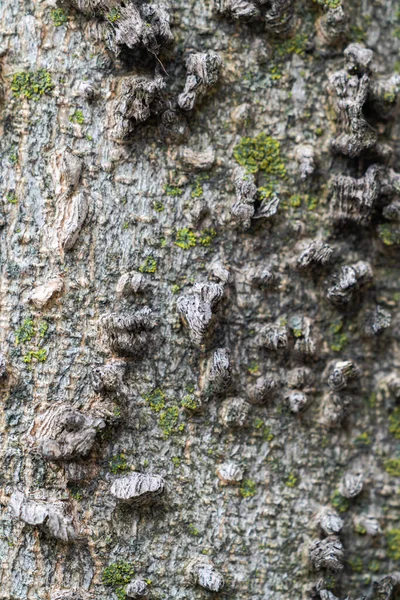 Close Macrofotografia Casca Árvore Texturizada Uma Árvore Hackberry Norte Comum — Fotografia de Stock