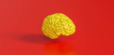 Sarı insan beyni kırmızı zemin üzerinde anatomik modele karşı