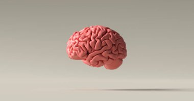 Zeminde insan beyni anatomik modeli
