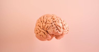 İnsan beyni anatomik modeli. Tıbbi konsept resmi