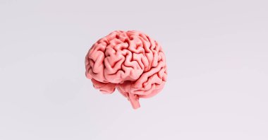 İnsan beyni anatomik modeli