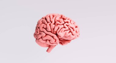 İnsan beyni anatomik modeli, kenar görünüm