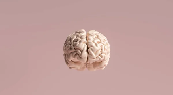Modelo Anatómico Del Cerebro Humano — Foto de Stock