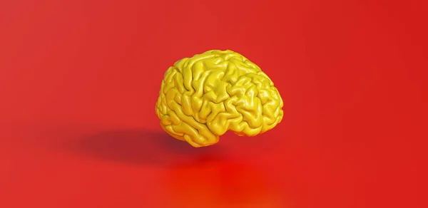 Sarı Insan Beyni Kırmızı Zemin Üzerinde Anatomik Modele Karşı — Stok fotoğraf