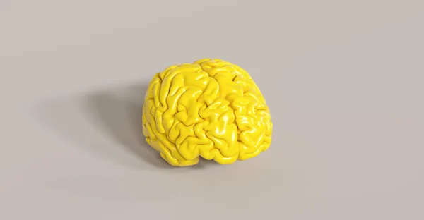 Geel Menselijk Brein Anatomisch Model Vloer — Stockfoto