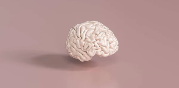 Menselijk Brein Anatomisch Model Medisch Concept Beeld — Stockfoto