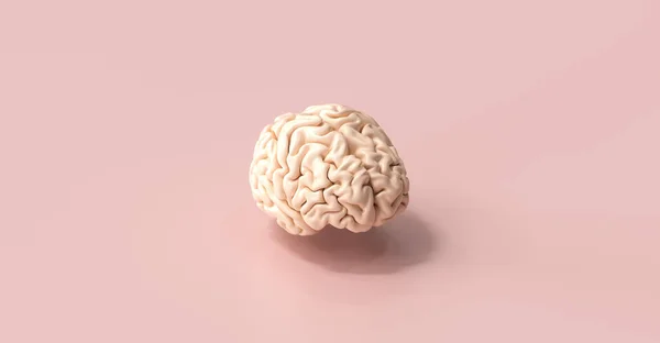 Анатомическая Модель Человеческого Мозга Полу — стоковое фото
