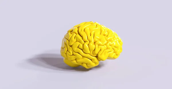 黄色のヒトの脳解剖モデル — ストック写真