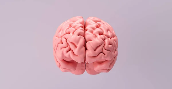 Людський Мозок Анатомічна Модель Зображення Медичної Концепції — стокове фото