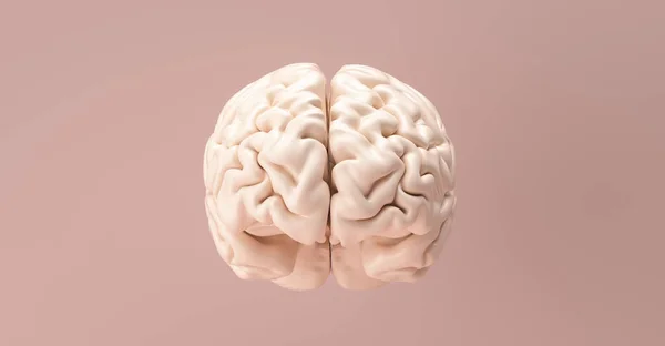 Людський Мозок Анатомічна Модель — стокове фото