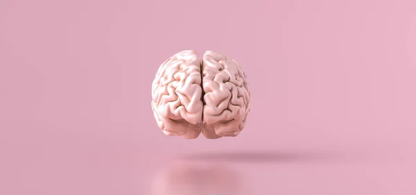 Ludzki Mózg Model Anatomiczny Widok Przodu — Zdjęcie stockowe